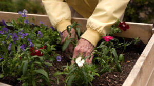 Gardening in the yard for seniors